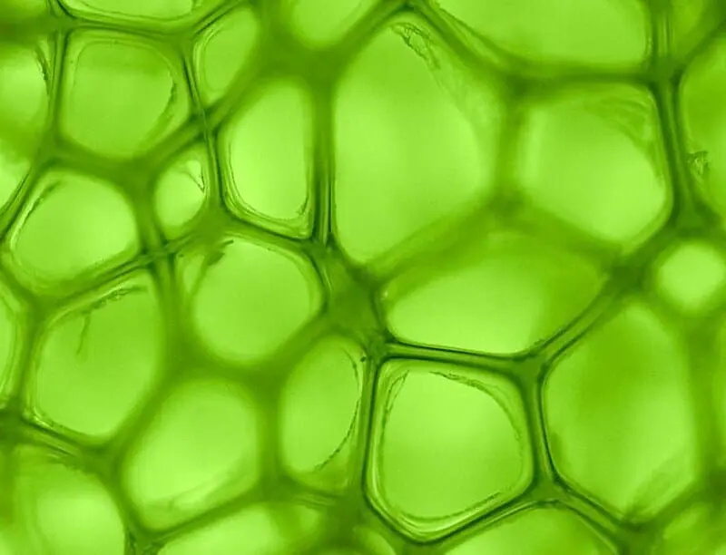 Chlorophyll Fluorescence Detects Water Stress - CID Bio-Science