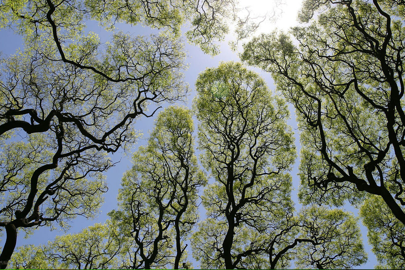 Amazon rainforest canopy mongabay drone rhett butler