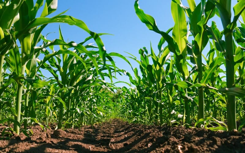 Maximize 2021 corn harvest