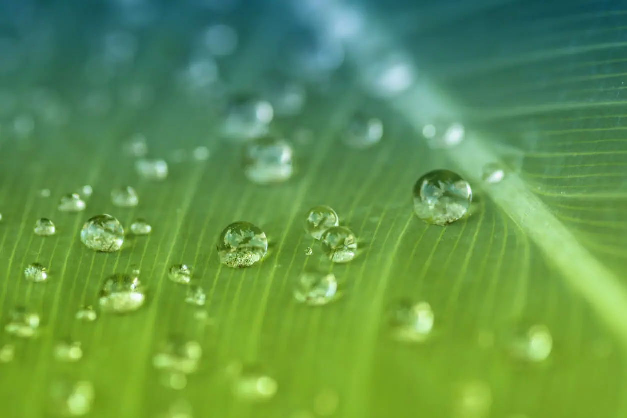 Transpiration in Plants: Its Importance and Applications - CID Bio-Science