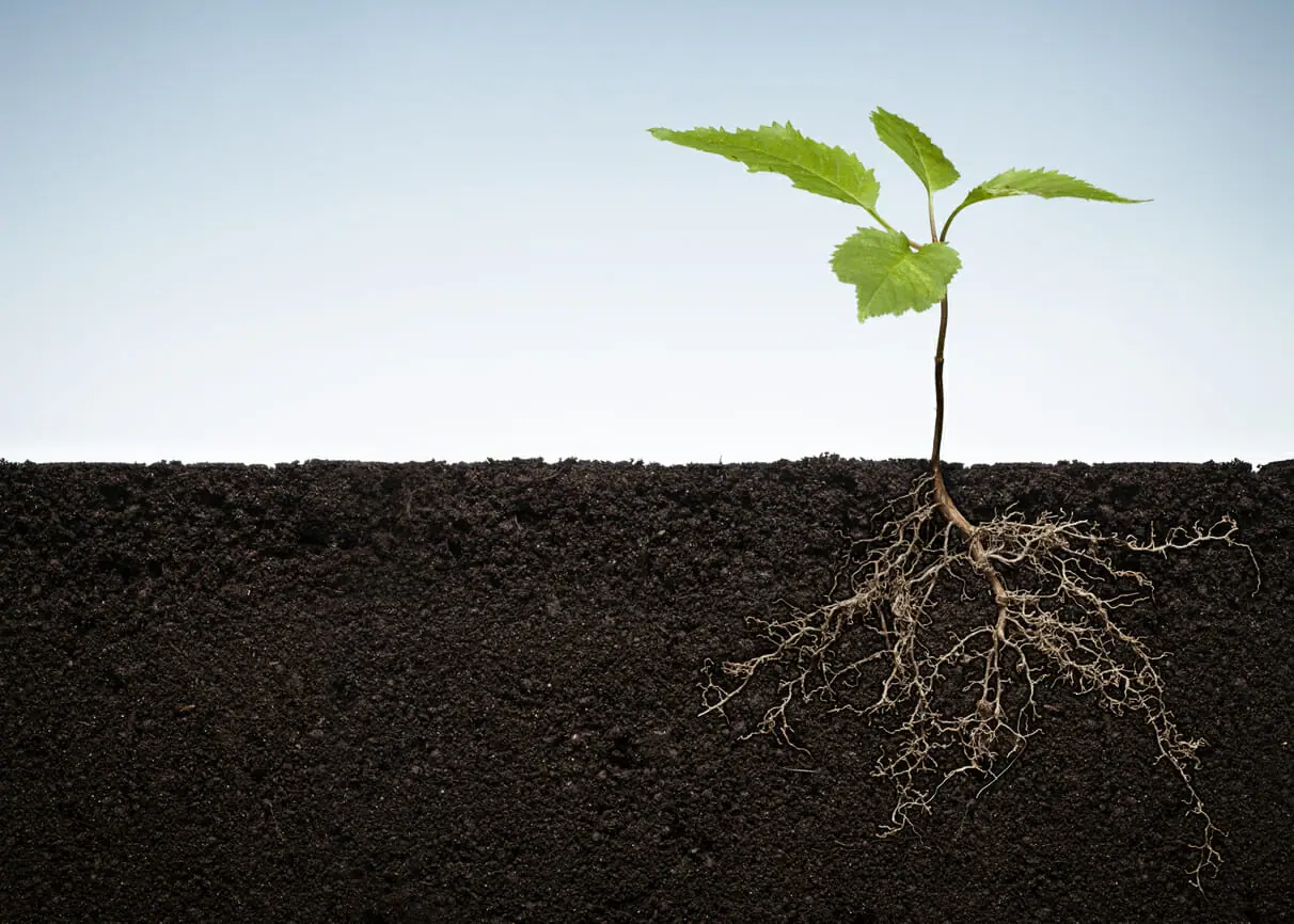 Root Respiration: Importance and Applications - CID Bio-Science