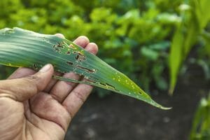 Agronomist examining damaged corn leaf , Corn leaves attacked by worms in maize field.