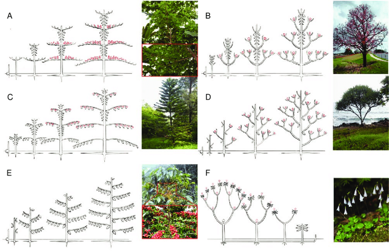 ensemble plant The Secret Songs of Plants – Metta Mindfulness Music main image 0