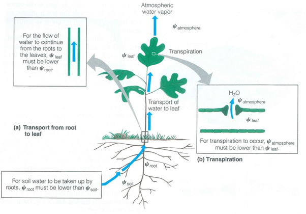 Transpiration In Plants Its Importance And Applications CID Bio 