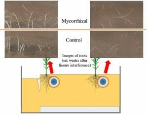 Image of Figure 4: Micorrhizal vs control observations. Images of roots six weeks after fissure interverence.