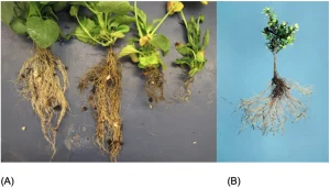 Photo of roots for for Figure 3: Root rot and stunting symptoms of BRR