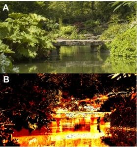 A picture of the same scene in two views: (A) The world as we see it. (B) The world according to phytochrome.
