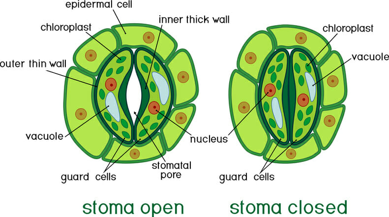 stomata structure diagram