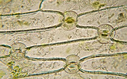 microscopic image of plant stomata
