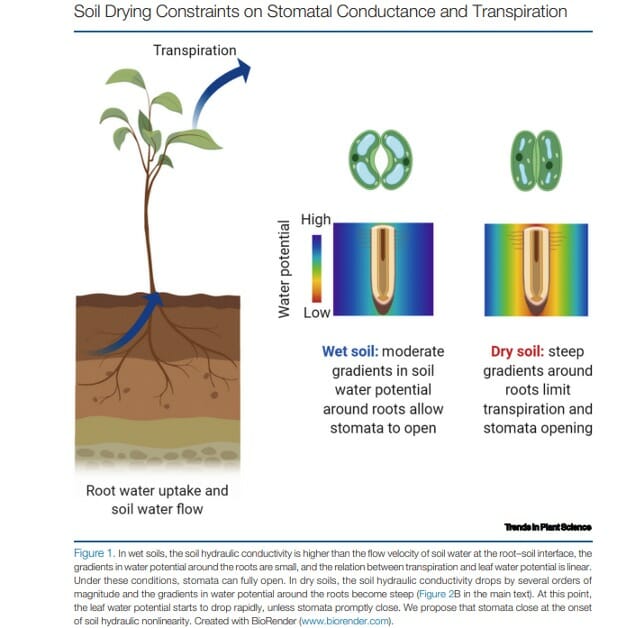 Soil moisture's relation to stomatal conductance
