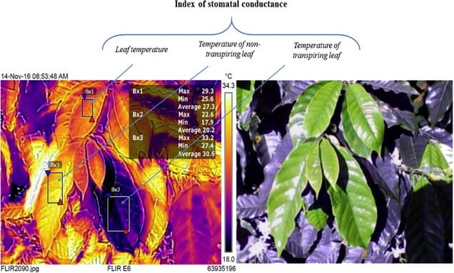 Measuring stomatal conductance in coffee