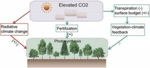 effect of global warming photosynthesis