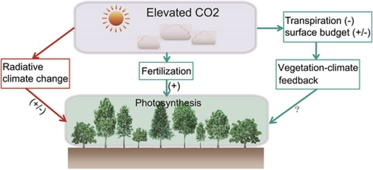 How Is Climate Change Affecting Photosynthesis? - CID Bio-Science