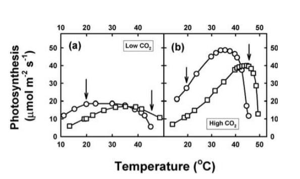 How Is Climate Change Affecting Photosynthesis? - CID Bio-Science