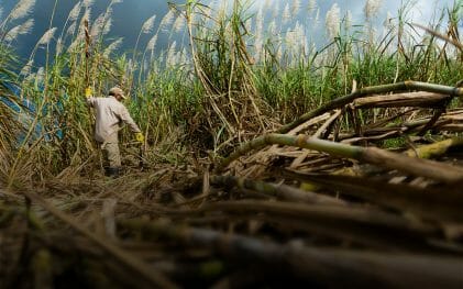 Augusto Ohashi - agronomist