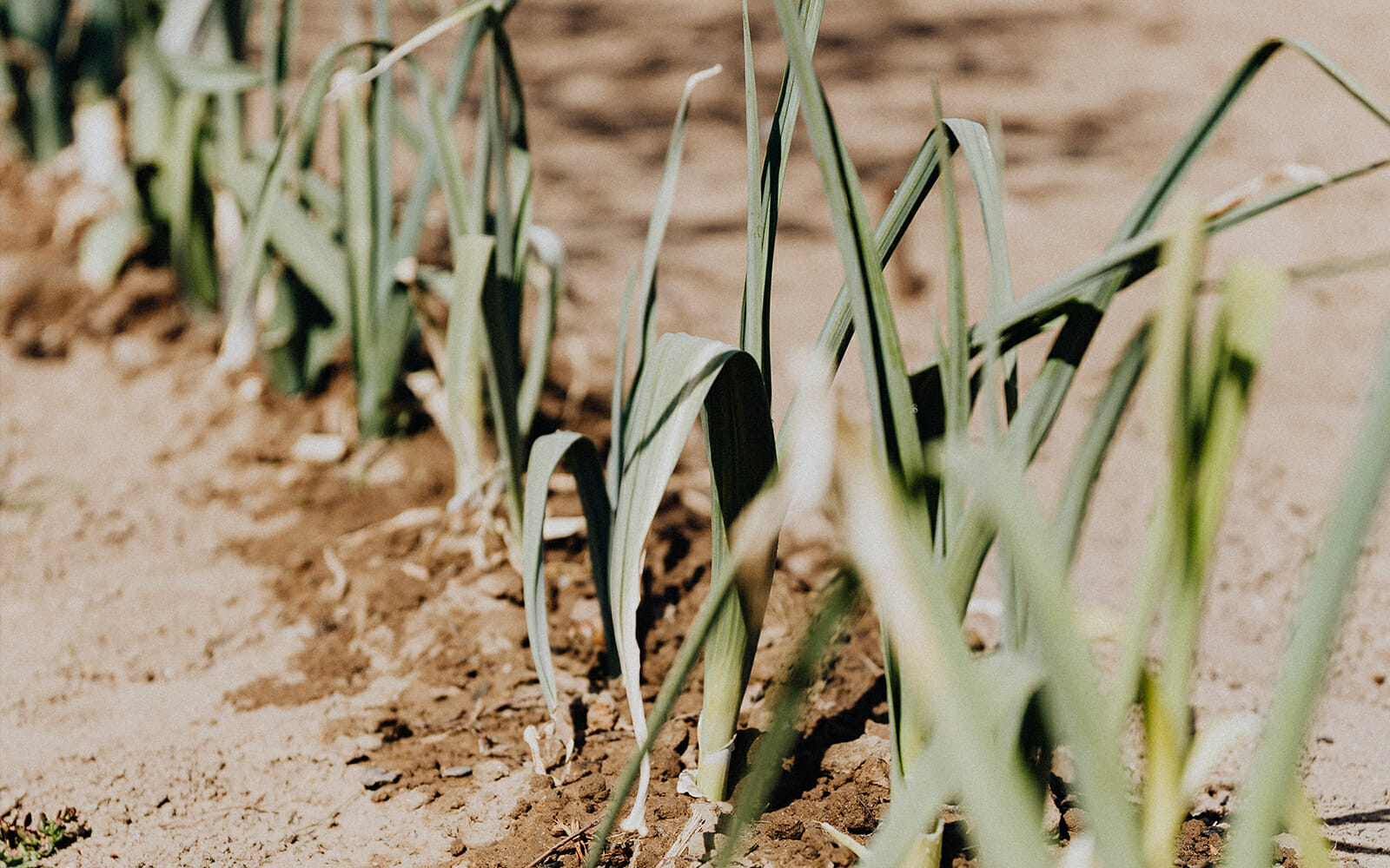 A Comprehensive Glossary of Plant Science Terms Delving into the World