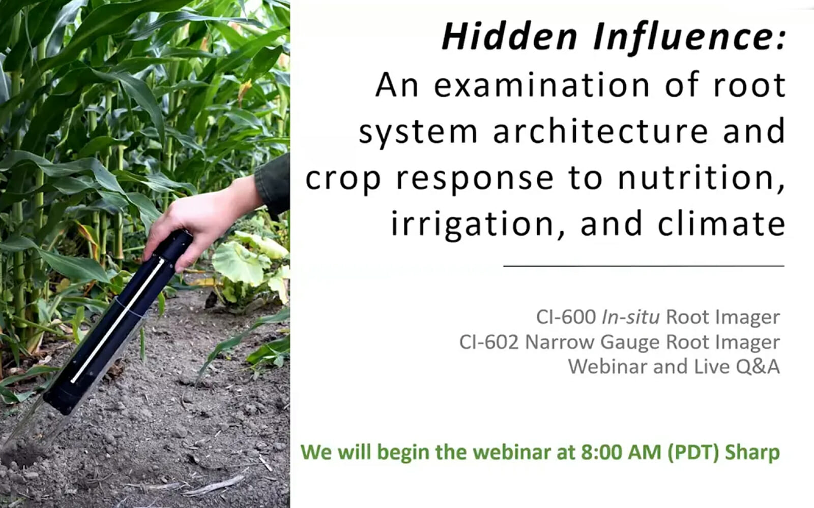 Hidden influence: root system architecture and crop response to