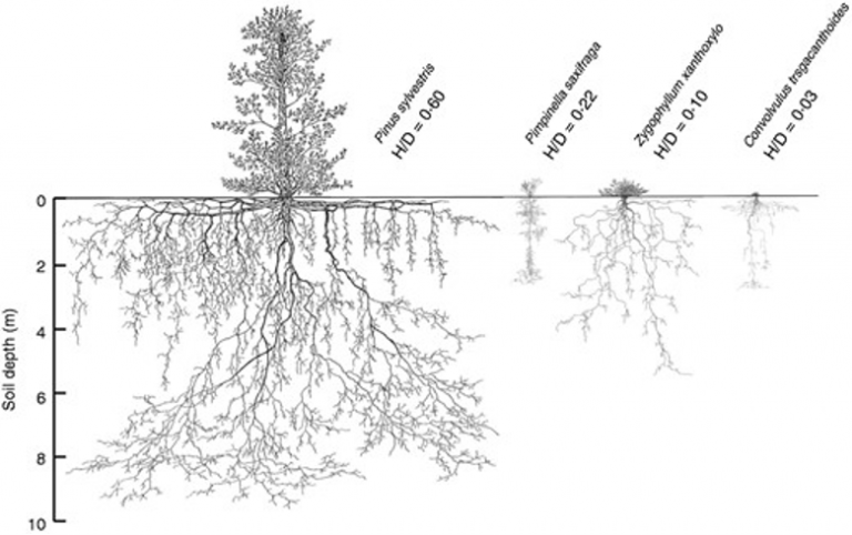 Solar System Roots Root Systems’ Role in Ecosystems - CID Bio-Science