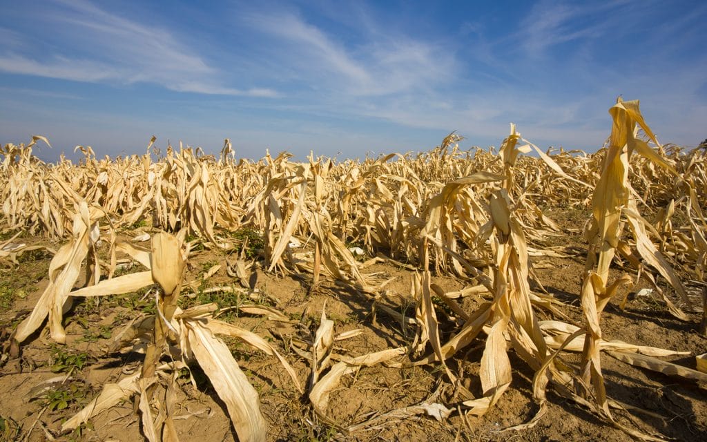 Understanding Drought Impact on Crop Yield
