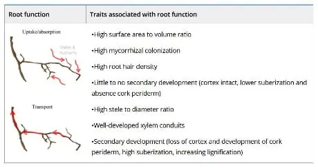 Understanding Fine Root Dynamics: Insights and Methodologies
