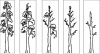 What is Senescence in Trees and Why Is It Important? - CID Bio-Science