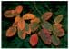 What is Senescence in Trees and Why Is It Important? - CID Bio-Science