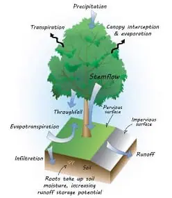 How Effective is Plant Cover for Soil Erosion Control?