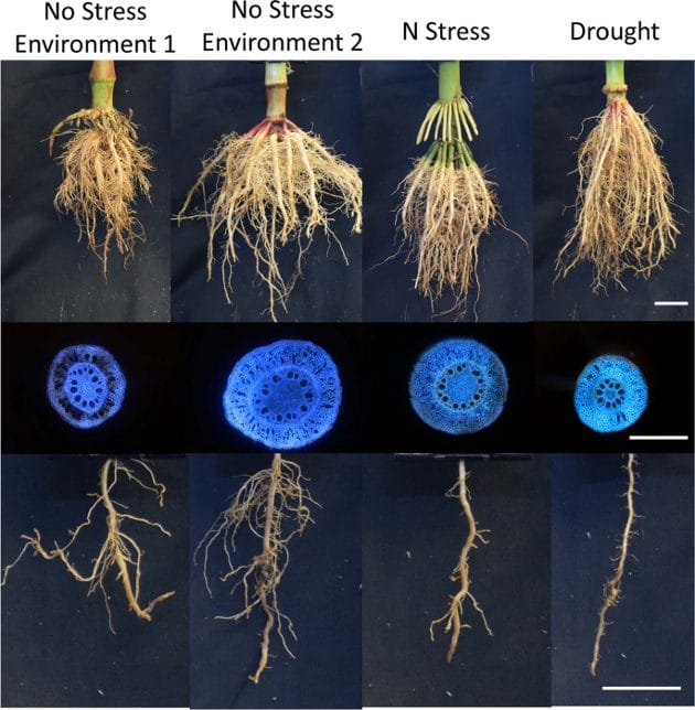 Root research breakthroughs 2024