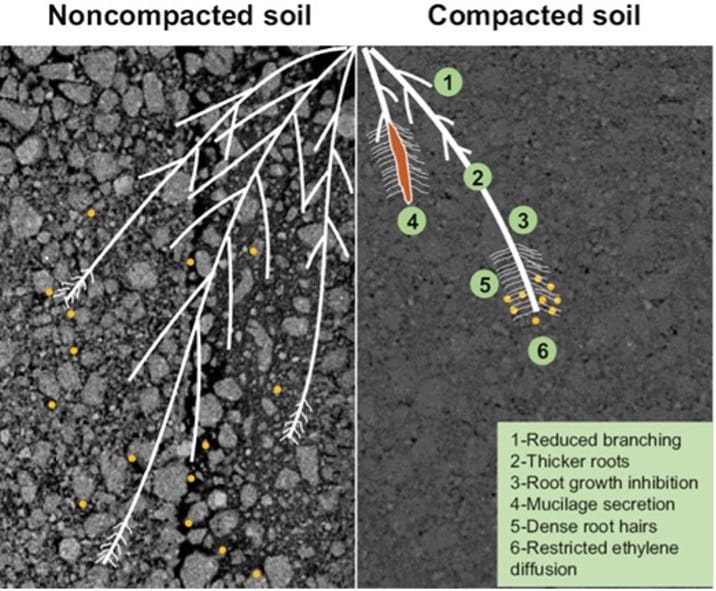 Root research breakthroughs 2024