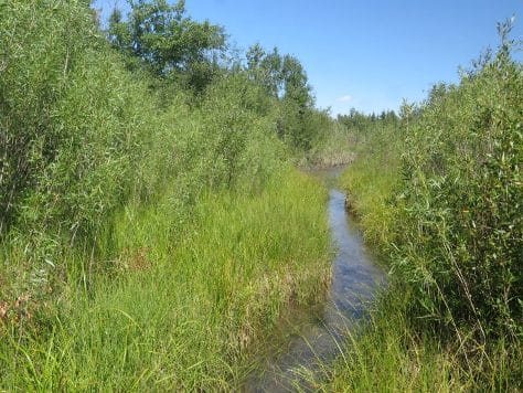 riparian canopy cover