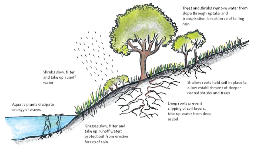 riparian canopy cover