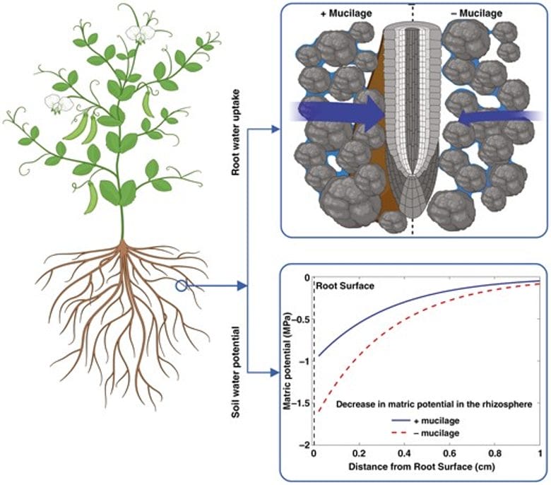 Root traits to improve transpiration efficiency