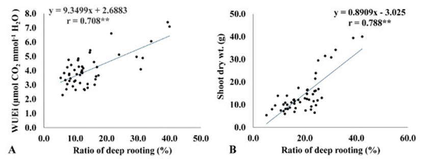 Root traits to improve transpiration efficiency