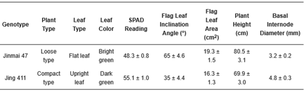 Plant Architecture and Water Use Efficiency