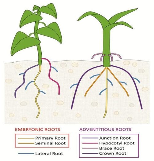 Root Engineering What is Root Architecture?