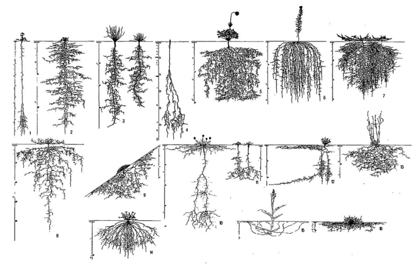 What is Root Architecture?