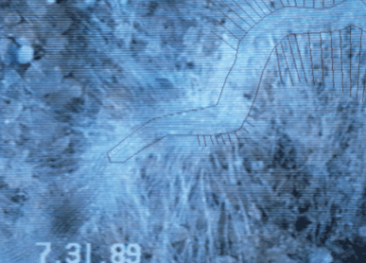 What Is Root System Architecture and Why Is It Vital for Growth?