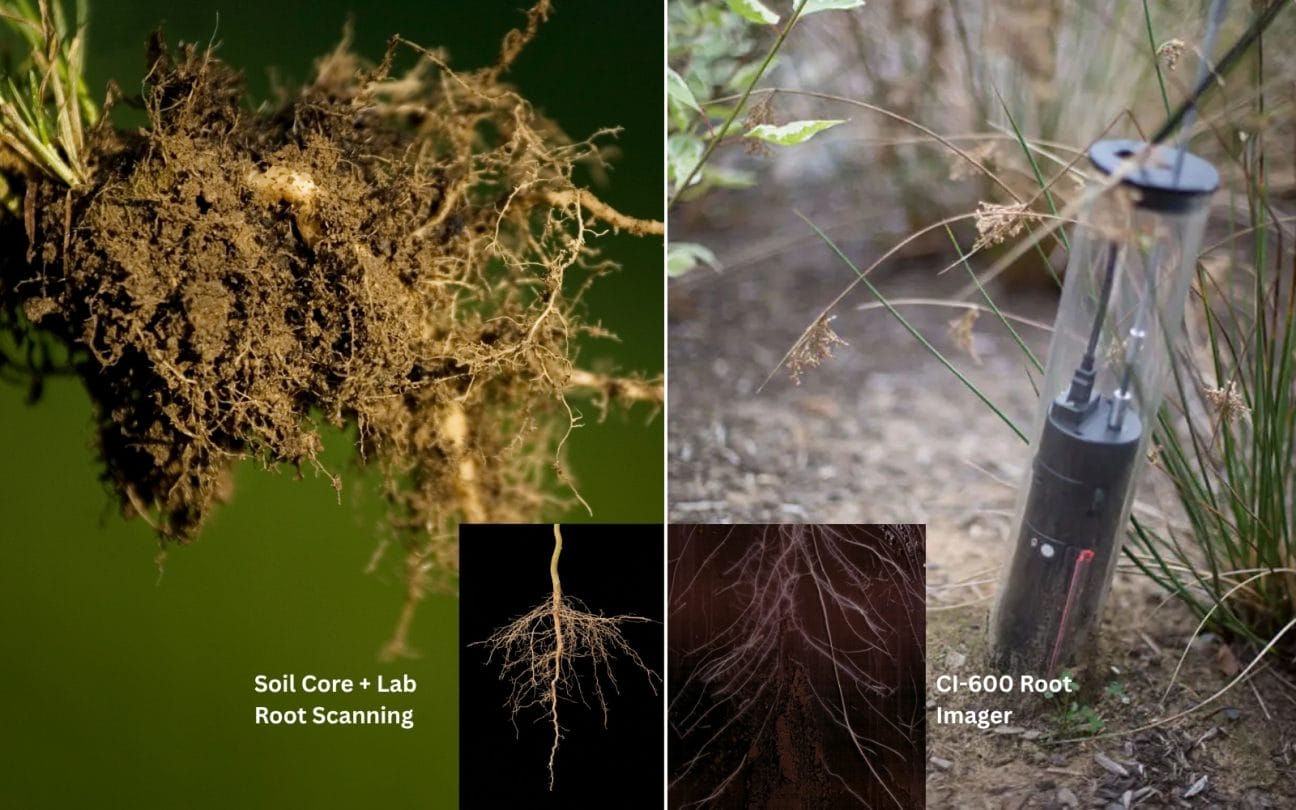 CI-600 Root Imager vs. Soil Core + Lab Root Scanning: Which Is More ...