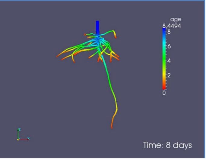 What Is Root System Architecture and Why Does It Matter?