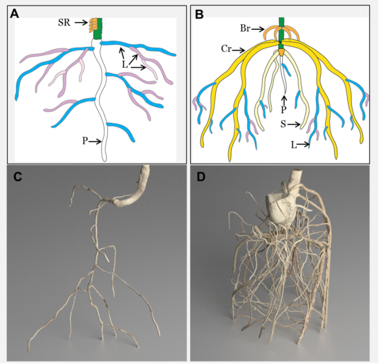 Solar System Roots What Is Root System Architecture and Why Does It Matter?