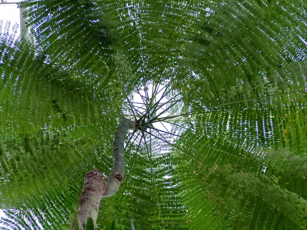 Canopy-Level Measurements