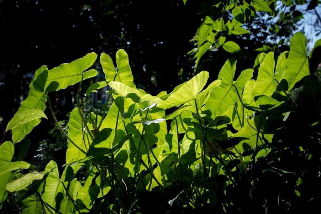 Photosynthesis Measurements Across Plant Forms
