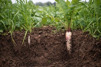 Assessing Root Growth in Cover Crops Using the CI‑600 In‑Situ Root Imager