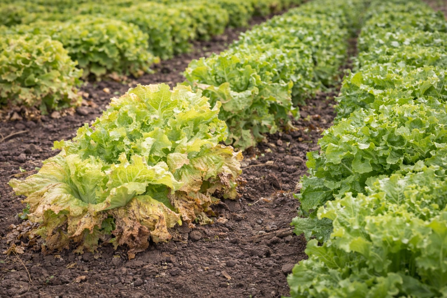 Spectral Leaf Measurements (CI‑710s) for Nutrient Deficiency Detection in Lettuce