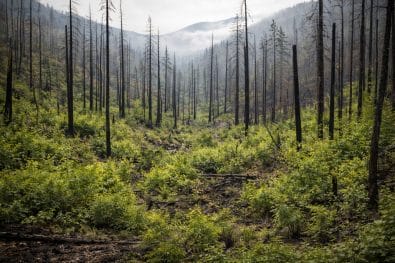 Using the CI‑110 to Monitor Forest Canopy Recovery After Wildfire