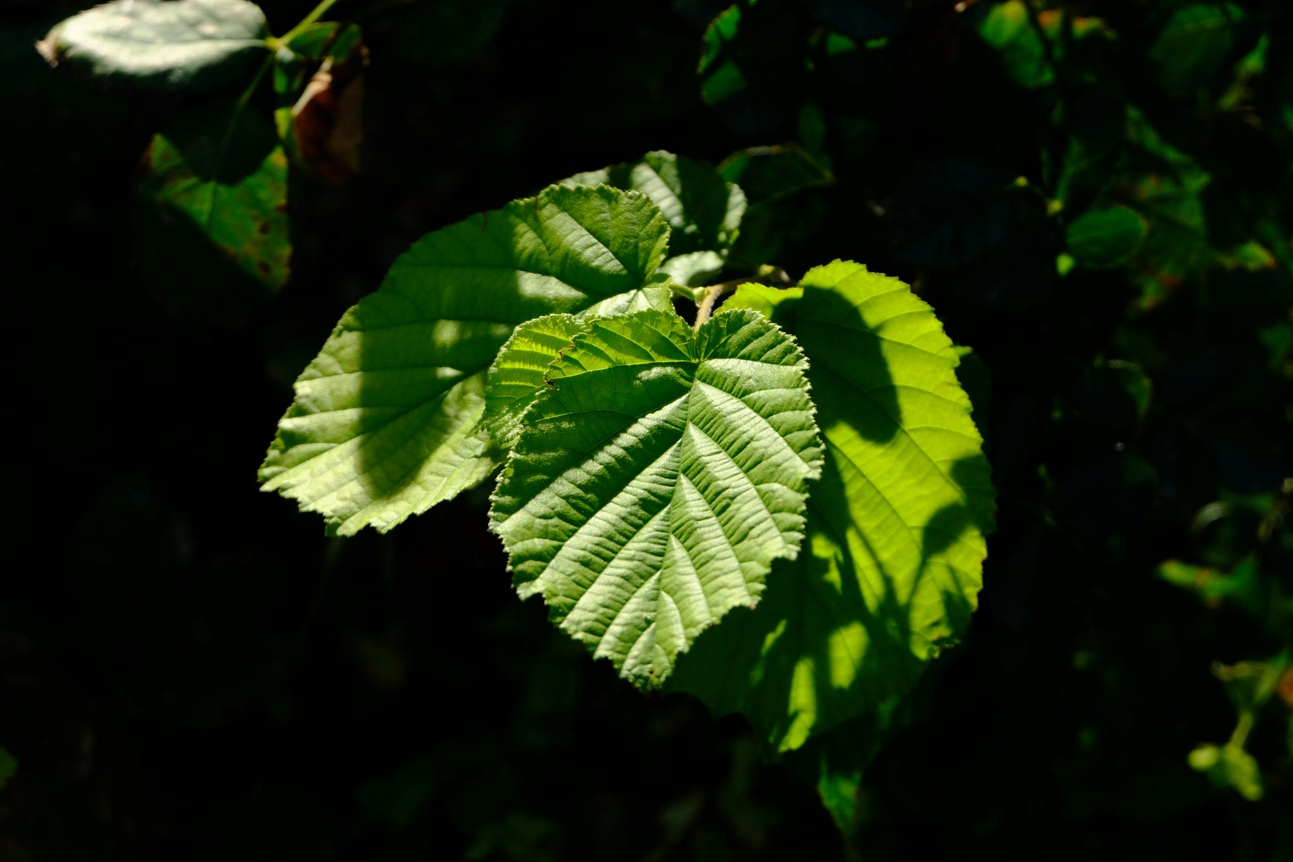 3 Metrics That Matter More Than Leaf Area Index