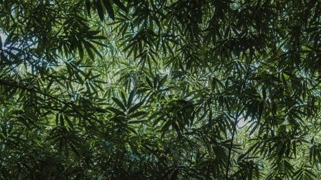 5 Emerging Trends in Plant Canopy Analysis for 2025