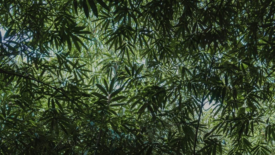 5 Emerging Trends in Plant Canopy Analysis for 2025