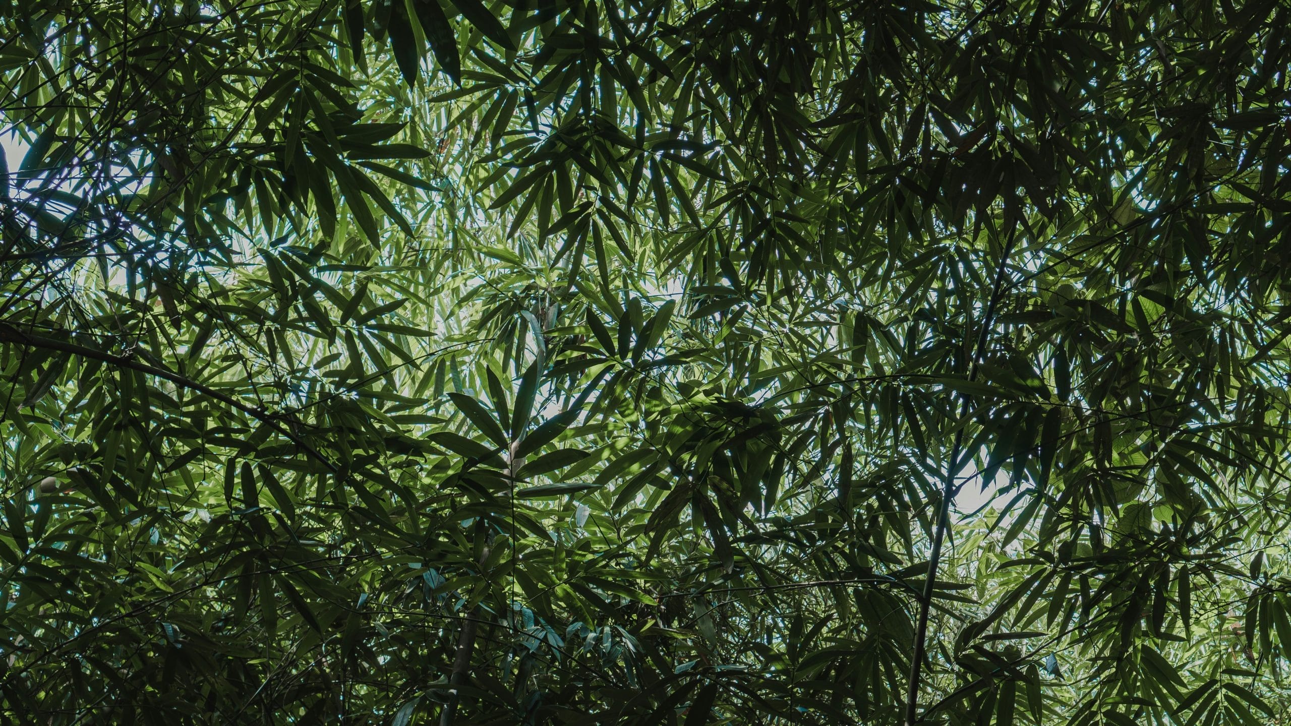 5 Emerging Trends in Plant Canopy Analysis for 2025