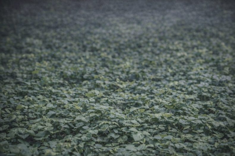 5 Must‑Have Accessories for Canopy and Leaf Area Instruments